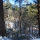 Illustration for article titled Wooly Adelgid vs. Eastern Hemlock